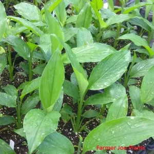 Turmeric Starter Plant - Yellow Edible Culinary Herb - 4 inch Tall Live Plant - Image 1