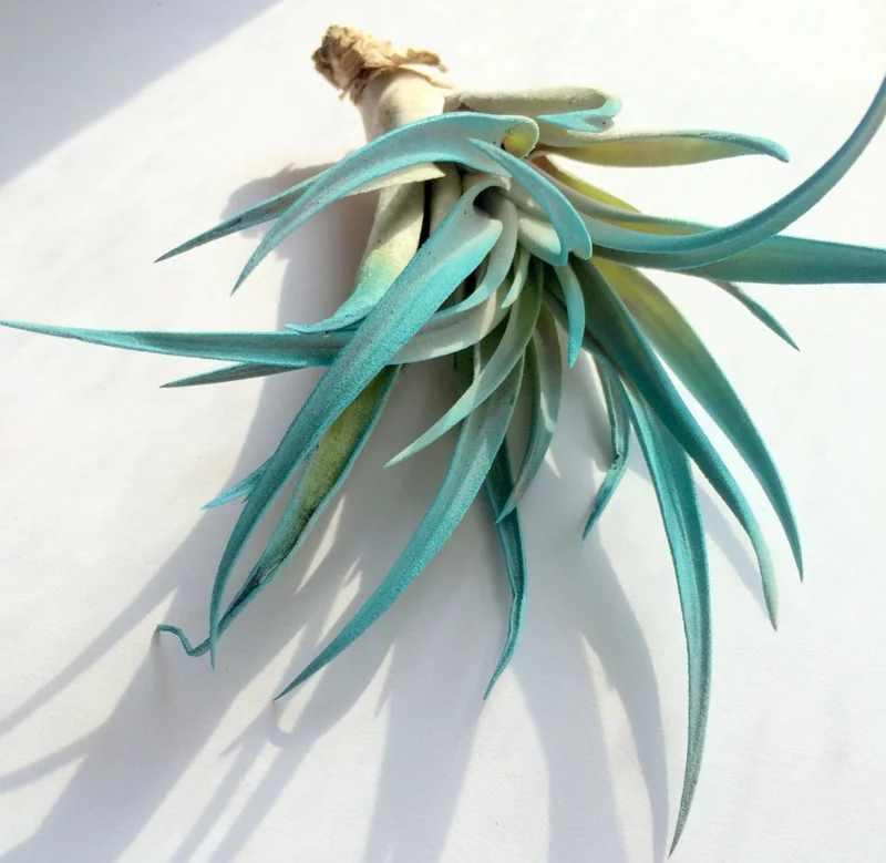 Turquoise Air Plant Live Tillandsia - Vibrant Terrarium Decor - 4-6 inches - Image 2