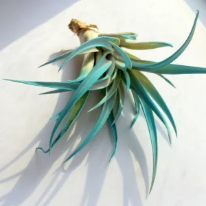 Turquoise Air Plant Live Tillandsia - Vibrant Terrarium Decor - 4-6 inches - Image 1