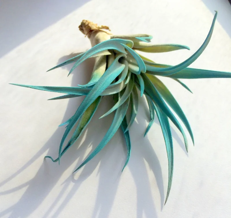 Turquoise Air Plant Live Tillandsia - Vibrant Terrarium Decor - 4-6 inches - Image 1