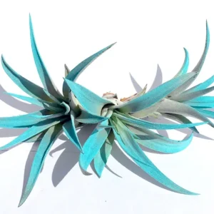 Turquoise Air Plant Mix - 3 Live Tillandsia Plants - 4-6" Indoor Decor - Image 1