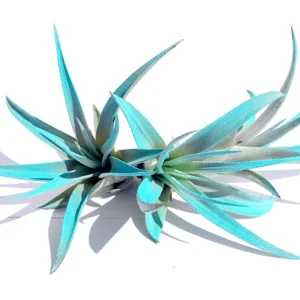 Turquoise Air Plant Mix Live (3 Pack) - Tillandsia for Terrariums, 4-6 inches - Image 2