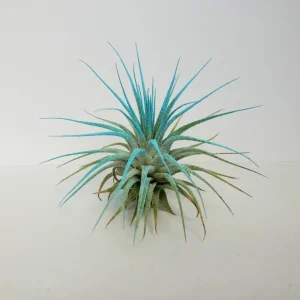 Turquoise Iona Air Plant - Tillandsia Live Plant - 2-3 inch - Indoor Decor - Image 2
