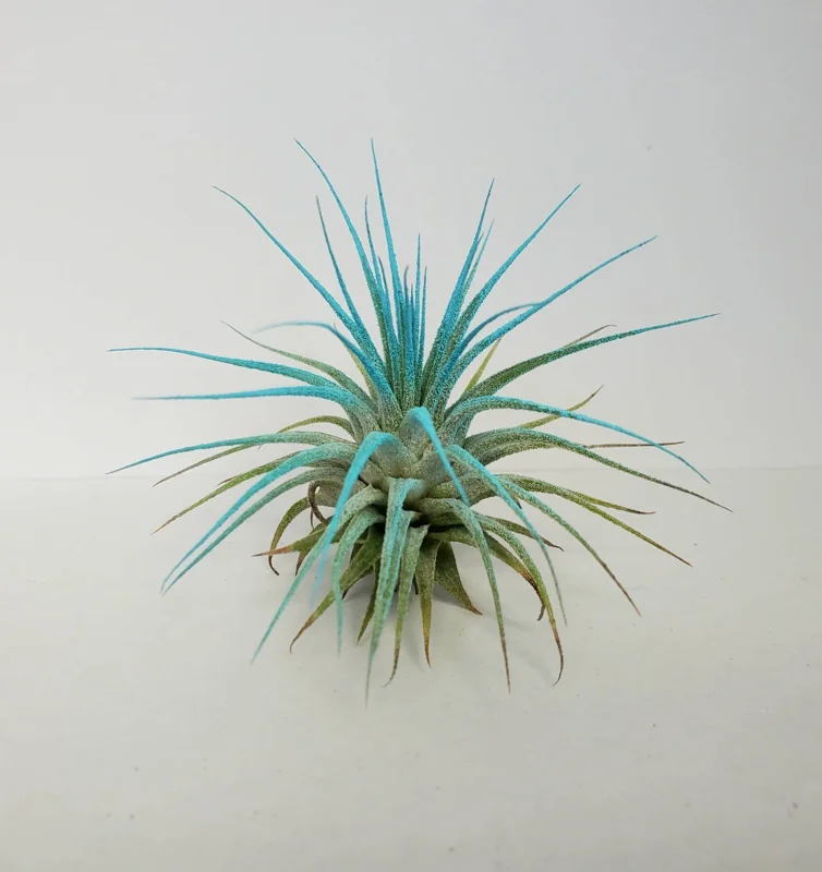 Turquoise Iona Air Plant - Tillandsia Live Plant - 2-3 inch - Indoor Decor - Image 2