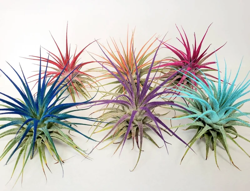 Turquoise Iona Air Plant - Tillandsia Live Plant - 2-3 inch - Indoor Decor - Image 3