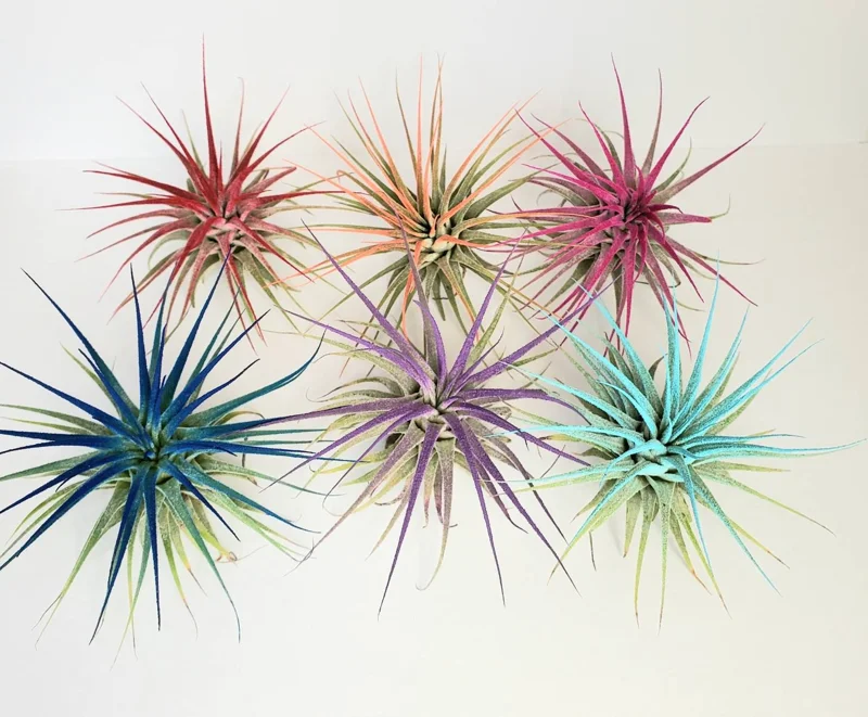 Turquoise Iona Air Plant - Tillandsia Live Plant - 2-3 inch - Indoor Decor - Image 4