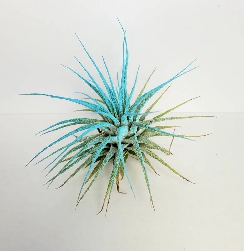 Turquoise Iona Air Plant - Tillandsia Live Plant - 2-3 inch - Indoor Decor - Image 1