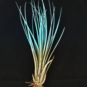 Turquoise Tillandsia Juncea Air Plant - Live Indoor Plant 4-7 inches - Image 1