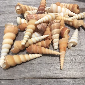 Turritella Seashells Assorted Sizes for Crafts, Decor & Favors, 1-3 inch - Image 2