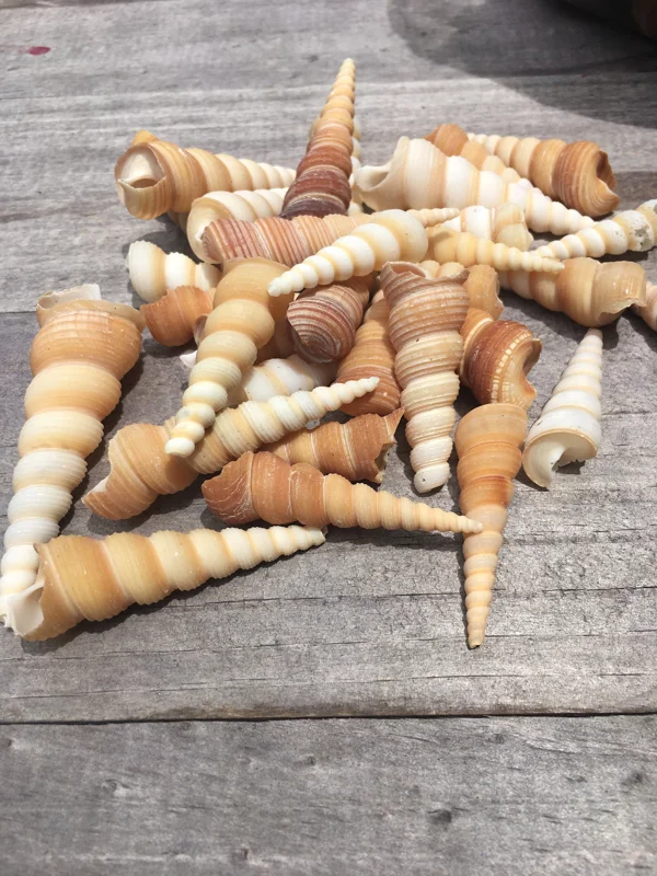 Turritella Seashells Assorted Sizes for Crafts, Decor & Favors, 1-3 inch - Image 2