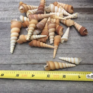 Turritella Seashells Assorted Sizes for Crafts, Decor & Favors, 1-3 inch - Image 3