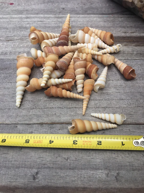 Turritella Seashells Assorted Sizes for Crafts, Decor & Favors, 1-3 inch - Image 3