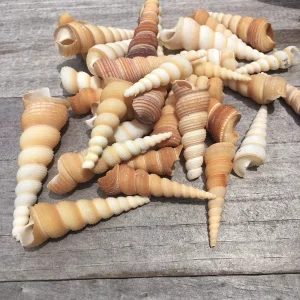 Turritella Seashells Assorted Sizes for Crafts, Decor & Favors, 1-3 inch - Image 1