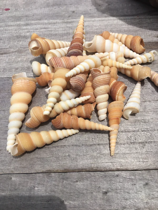 Turritella Seashells Assorted Sizes for Crafts, Decor & Favors, 1-3 inch - Image 1