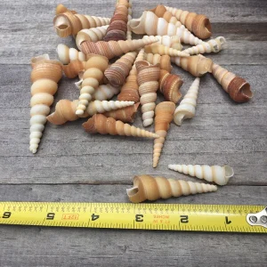 Turritella Seashells - Unicorn Horn Shells, Assorted Sizes, Set of 15 for Decor & Crafts - Image 3