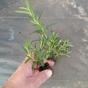 Tuscan Blue Rosemary Live Plant 3-Pack – Culinary Herb – 5-8 Inches Tall – Outdoor - Image 2