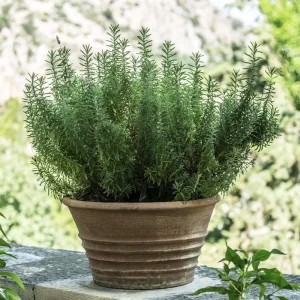 Tuscan Blue Rosemary Live Plant 3-Pack – Culinary Herb – 5-8 Inches Tall – Outdoor - Image 3