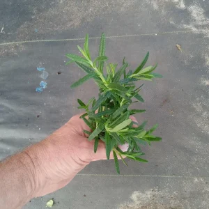 Tuscan Blue Rosemary Live Plant 3-Pack – Culinary Herb – 5-8 Inches Tall – Outdoor - Image 4