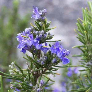 Tuscan Blue Rosemary Live Plant 3-Pack – Culinary Herb – 5-8 Inches Tall – Outdoor - Image 1