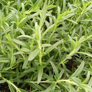 Tuscan Blue Rosemary Live Plant 3-Pack – Culinary Herb – 5-8 Inches Tall – Outdoor - Image 5