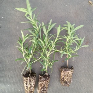 Tuscan Blue Rosemary Live Plant 3-Pack – Culinary Herb – 5-8 Inches Tall – Outdoor - Image 6