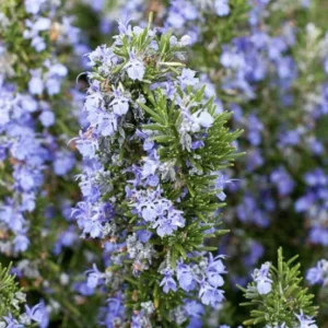 Tuscan Blue Rosemary Live Plant 3-Pack – Culinary Herb – 5-8 Inches Tall – Outdoor - Image 7