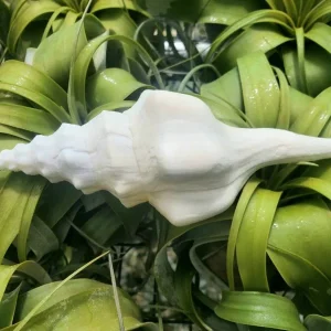 Undatus Sea Shell - Natural Beach Decor, Air Plant Holder - 5 Inches & Up - Image 1