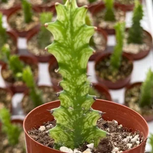 Variegated African Milk Tree - Euphorbia Trigona Live Plant in 3 inch Pot - Image 2