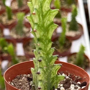 Variegated African Milk Tree - Euphorbia Trigona Live Plant in 3 inch Pot - Image 3