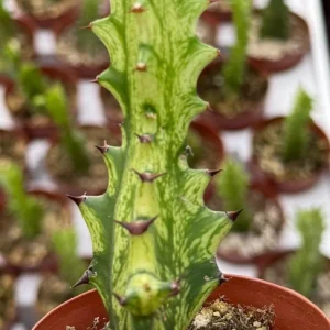 Variegated African Milk Tree - Euphorbia Trigona Live Plant in 3 inch Pot - Image 1