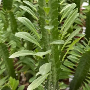 Variegated African Milk Tree - Euphorbia Trigona Live Plant in 3 inch Pot - Image 4