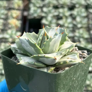 Variegated Agave Isthmensis 'Hoji Raijin' Live Plant – 4" Pot Succulent - Image 2