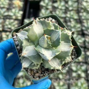 Variegated Agave Isthmensis 'Hoji Raijin' Live Plant – 4