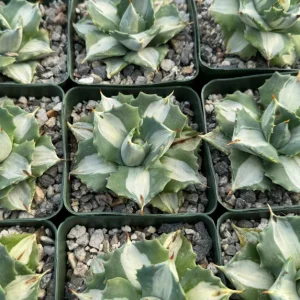 Variegated Agave Isthmensis 'Hoji Raijin' Live Plant – 4