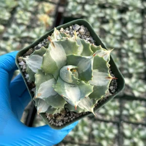 Variegated Agave Isthmensis 'Hoji Raijin' Live Plant – 4" Pot Succulent - Image 1