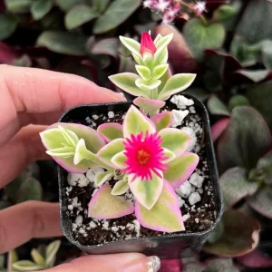 Variegated Baby Sun Rose Live Plant - Pink Succulent, 2 Inch Pot, Aptenia cordifolia 'Variegata' - Image 2