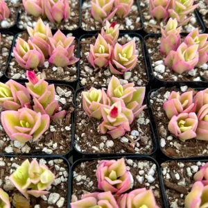 Variegated Baby Sun Rose Live Plant - Pink Succulent, 2 Inch Pot, Aptenia cordifolia 'Variegata' - Image 3
