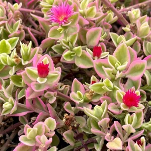 Variegated Baby Sun Rose Live Plant - Pink Succulent, 2 Inch Pot, Aptenia cordifolia 'Variegata' - Image 1