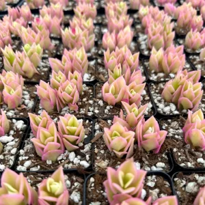 Variegated Baby Sun Rose Live Plant - Pink Succulent, 2 Inch Pot, Aptenia cordifolia 'Variegata' - Image 4