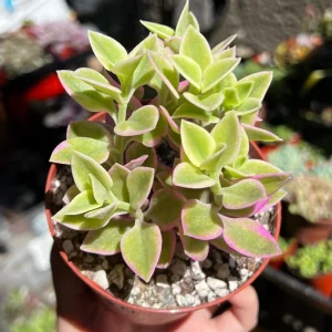 Variegated Baby Sun Rose Live Plant - Pink Succulent, 2 Inch Pot, Aptenia cordifolia 'Variegata' - Image 5