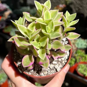 Variegated Baby Sun Rose Live Plant - Pink Succulent, 2 Inch Pot, Aptenia cordifolia 'Variegata' - Image 6