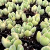 Variegated Bear Paw Succulent Live Plant - Cotyledon tomentosa variegata - 2" or 4" Pot - Image 1