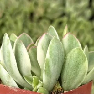 Variegated Crassula Swaziensis Live Plant – Money Maker Succulent – 2 inch Pot - Image 2