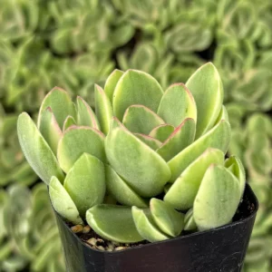 Variegated Crassula Swaziensis Live Plant – Money Maker Succulent – 2 inch Pot - Image 3