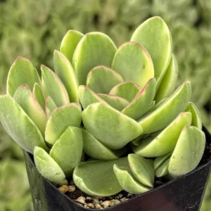 Variegated Crassula Swaziensis Live Plant – Money Maker Succulent – 2 inch Pot - Image 4