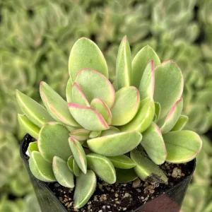 Variegated Crassula Swaziensis Live Plant – Money Maker Succulent – 2 inch Pot - Image 1