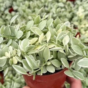 Variegated Dischidia Cascade Live Plant - Trailing Succulent, 3 Inch Pot, Indoor Vining Plant - Image 1