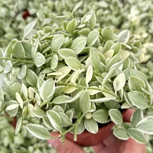Variegated Dischidia Cascade Live Plant - Trailing Succulent, 3 Inch Pot, Indoor Vining Plant - Image 2