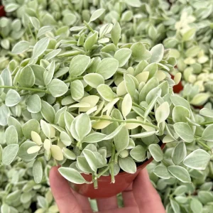 Variegated Dischidia Cascade Live Plant - Trailing Succulent, 3 Inch Pot, Indoor Vining Plant - Image 3