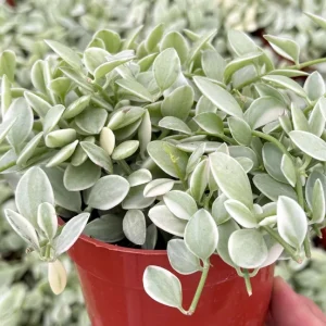 Variegated Dischidia Cascade Live Plant - Trailing Succulent, 3 Inch Pot, Indoor Vining Plant - Image 4